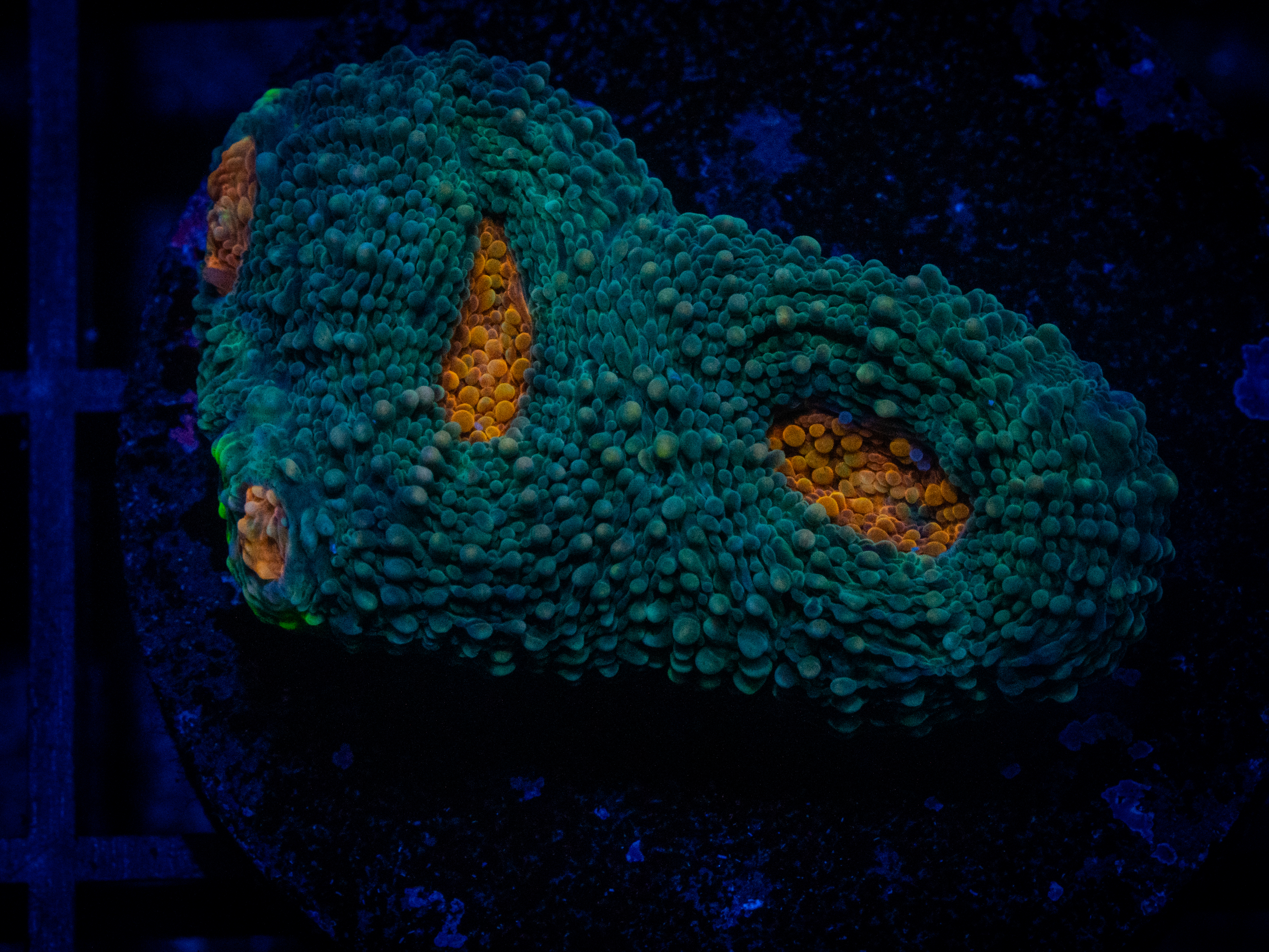 RVL Flinstone Acan coral image from ReefRivals, listed as Micromussa sp. and Acans