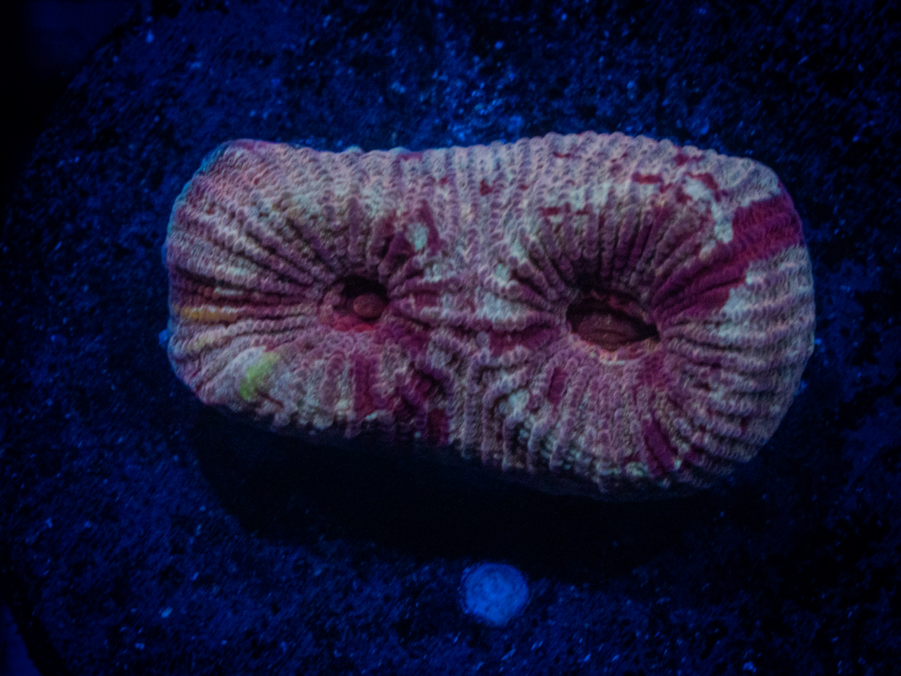 RVL Pretty N' Pink Favia coral image from ReefRivals, listed as Favia sp. and Favias