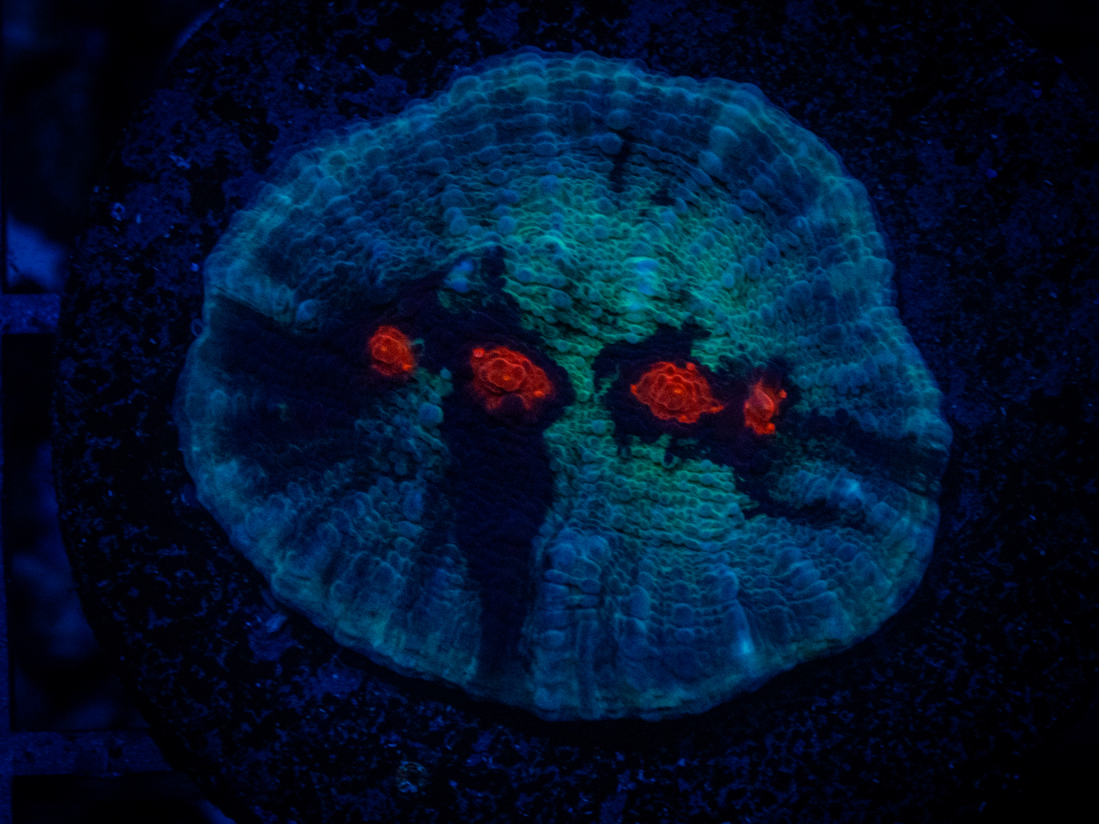 TG Hell's Eye Chalice coral image from ReefRivals, listed as Echinophyllia sp. and Chalices