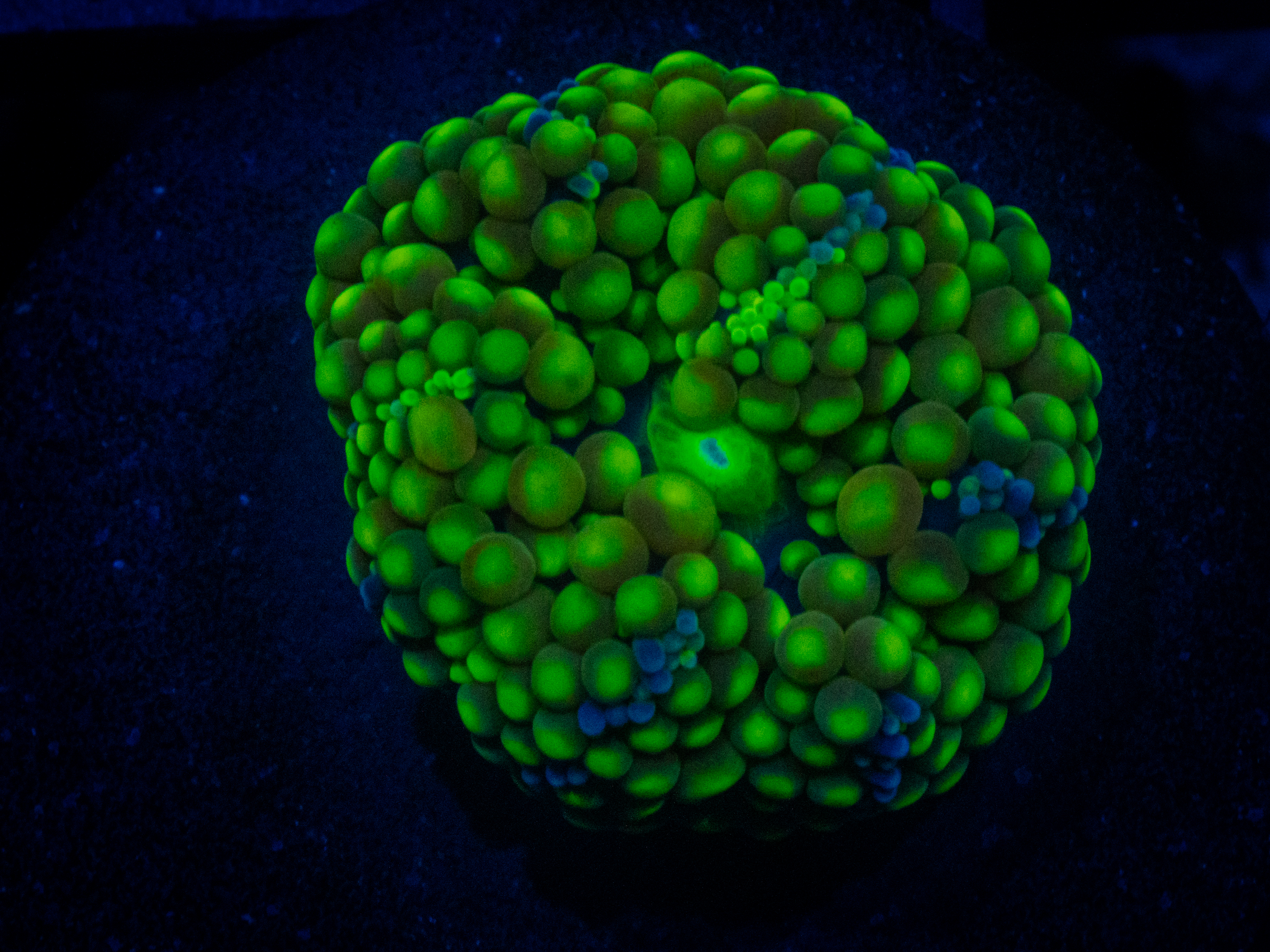 WWC Minty Fresh Ricordea Mushroom coral image from ReefRivals, listed as Ricordea yuma and Mushrooms