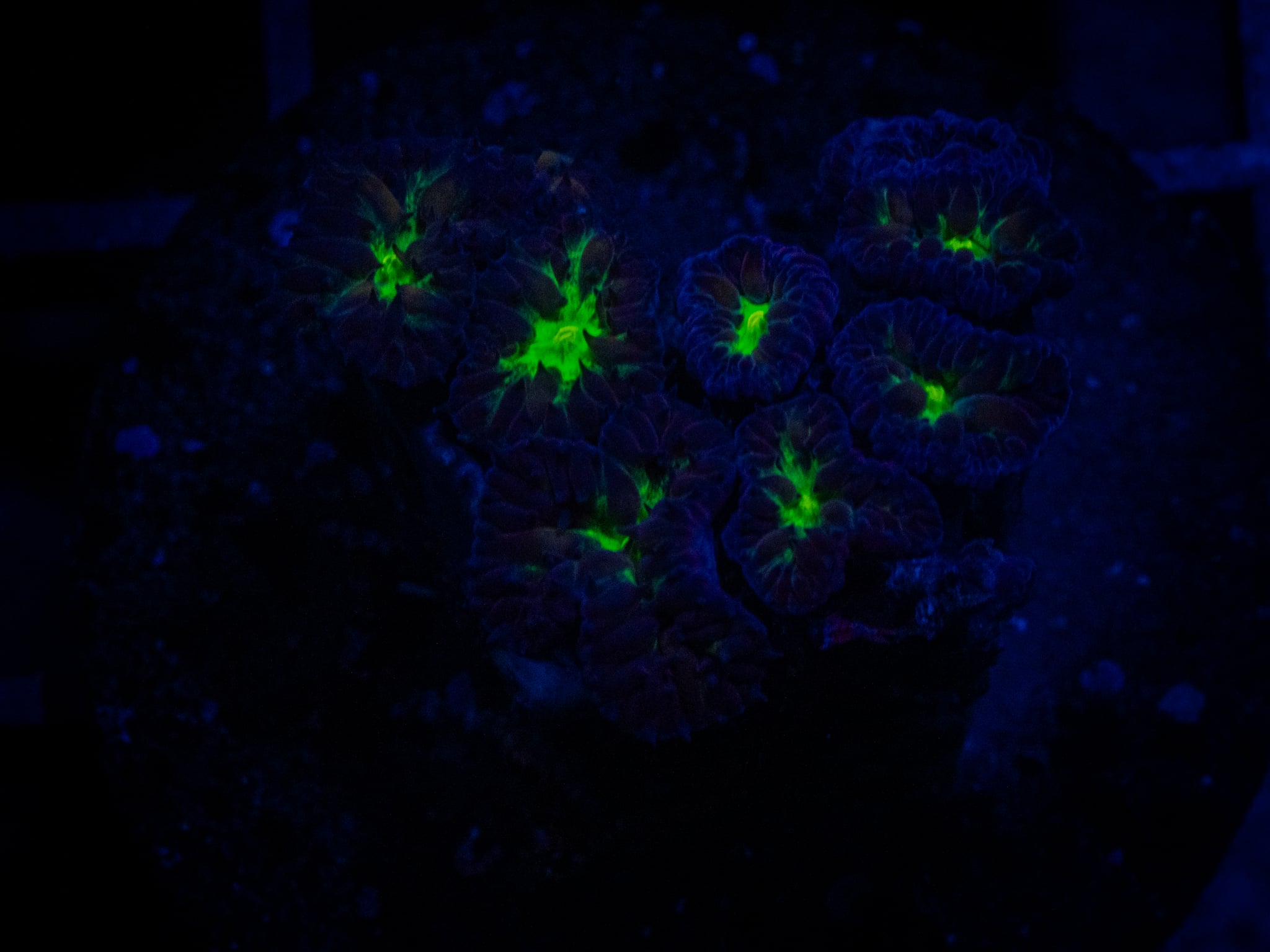TSA Suckeryberry Blasto coral image from ReefRivals, listed as Blastomussa sp. and LPS Fleshy