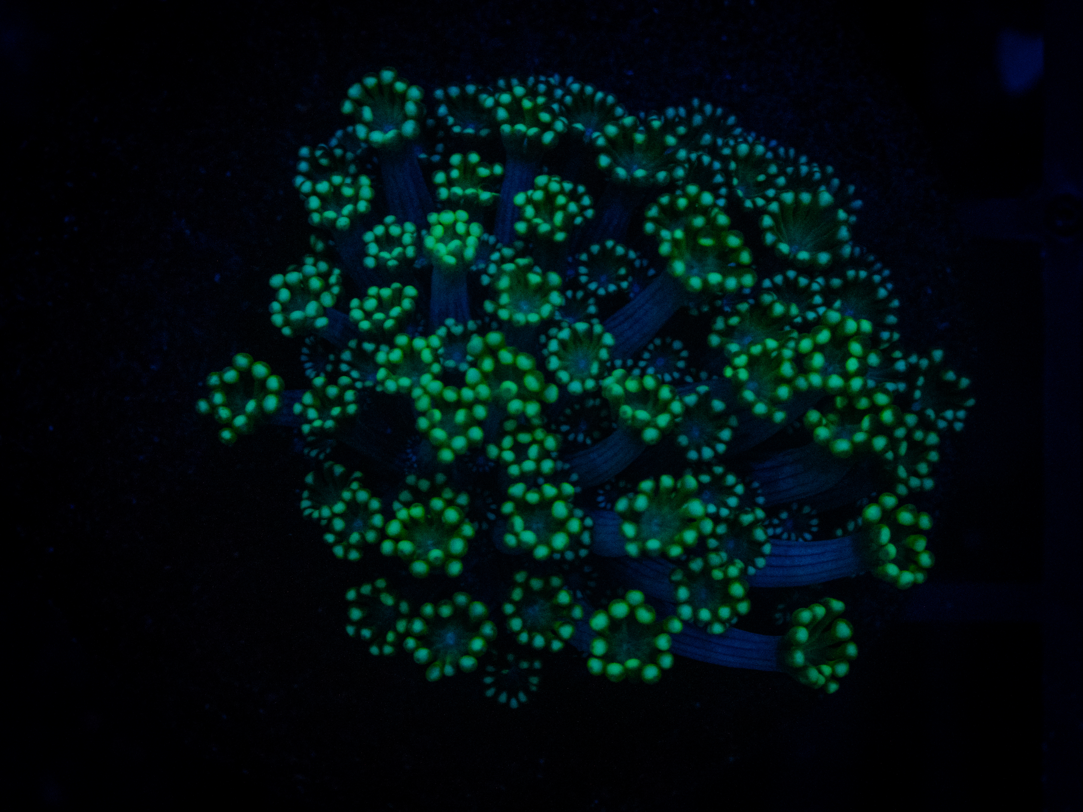 TSA Spearmint Alveopora coral image from ReefRivals, listed as Alveopora sp. and LPS Fleshy