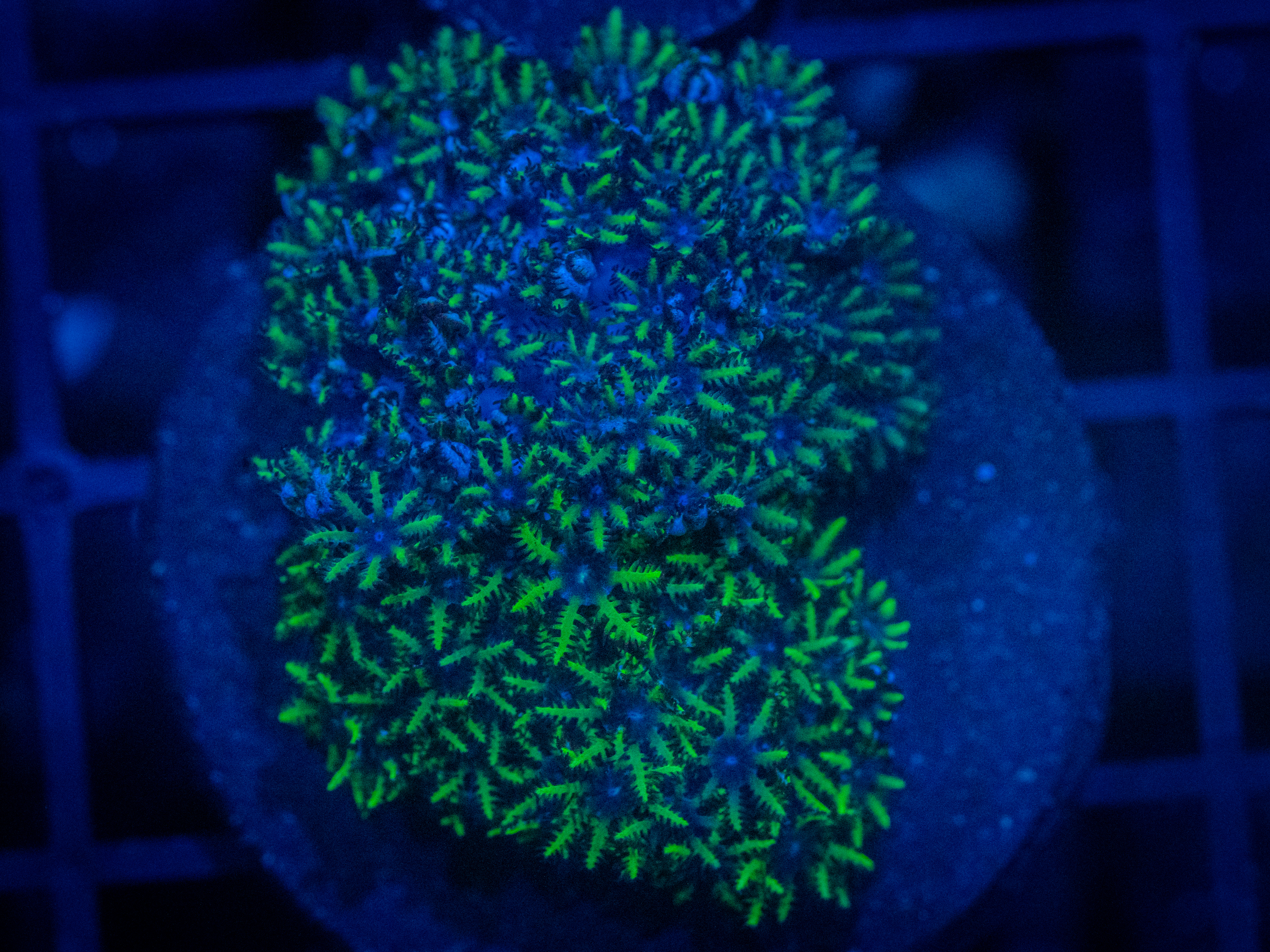 TSA Lemon Laser Clove Polyp coral image from ReefRivals, listed as Clavularia sp. and Soft Coral
