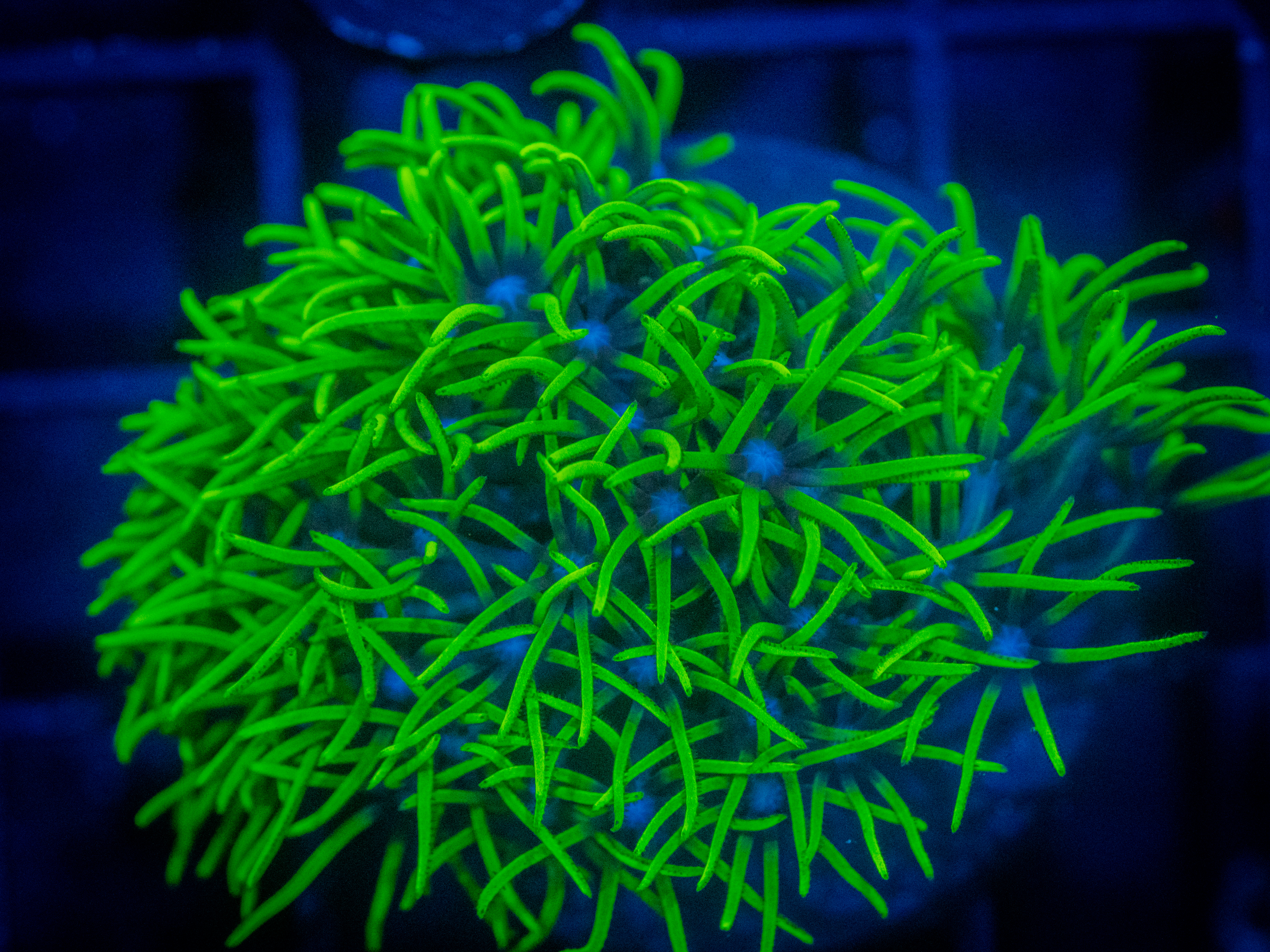 Green Star Polyps coral image from ReefRivals, listed as Briareum sp. and Soft Coral