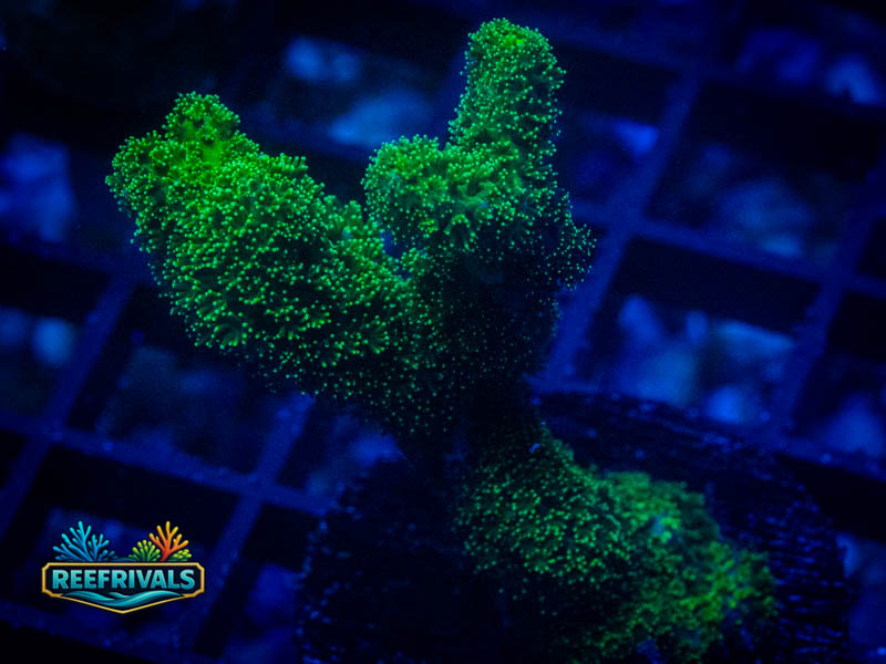 ARC Green Pocillopora coral image from ReefRivals, listed as Pocillopora sp. and SPS Branching