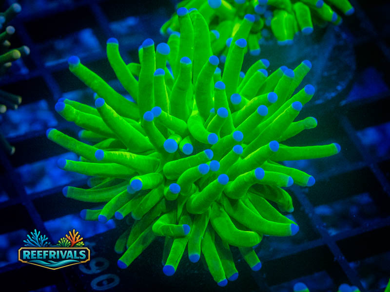 ECC Holy Grail Torch coral image from ReefRivals, listed as Euphyllia glabrescens and Torches