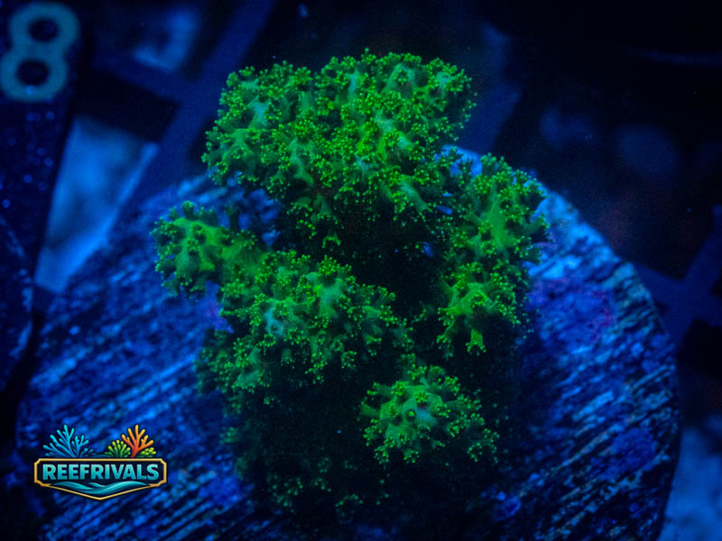 WWC Fallout Pocillopora coral image from ReefRivals, listed as Pocillopora sp. and SPS Branching