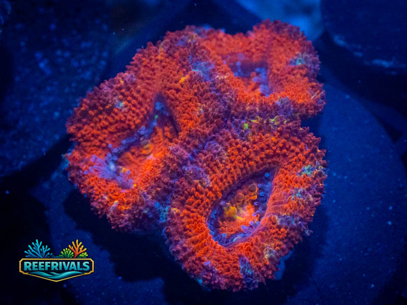 RVL Lava Lamp Acan Lord coral image from ReefRivals, listed as Micromussa sp. and Acans
