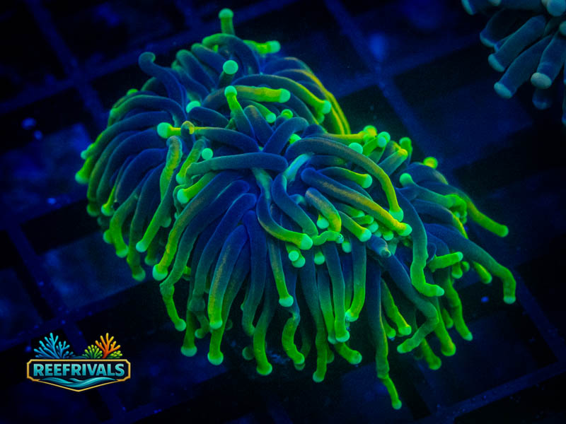 TC Jester Torch (2 Heads) coral image from ReefRivals, listed as Euphyllia glabrescens and Torches