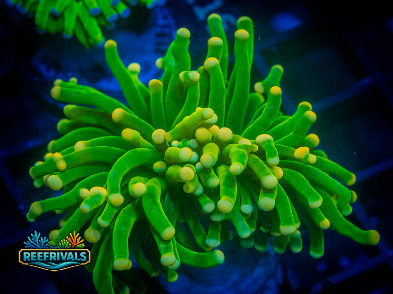 Malaysian Cotton Candy Torch coral image from ReefRivals, listed as Euphyllia glabrescens and Torches