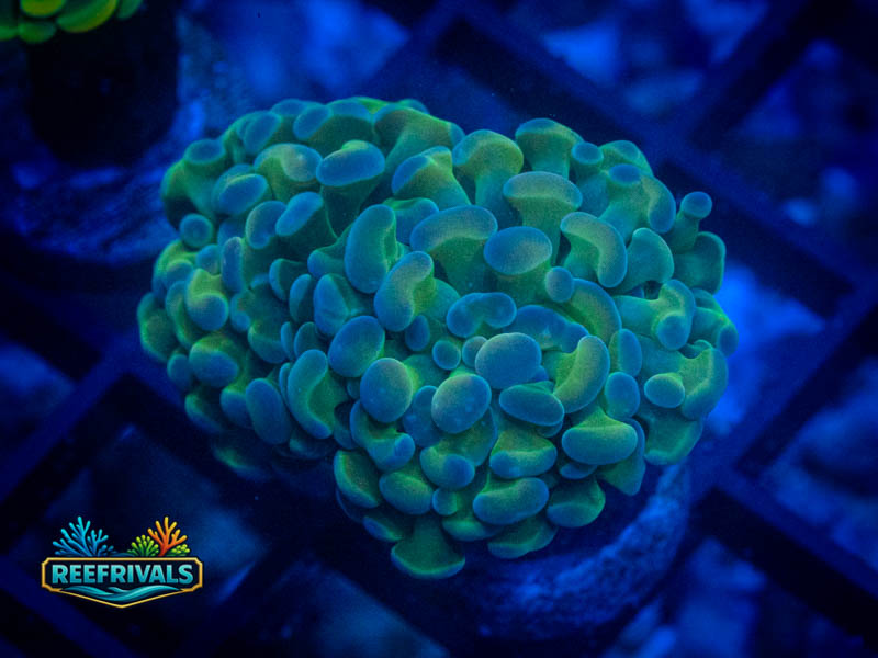 RVL Blue Pearl Hammer coral image from ReefRivals, listed as Fimbriaphyllia ancora and Hammers