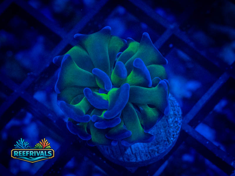 RVL Blue/Green Hammer (Small) coral image from ReefRivals, listed as Fimbriaphyllia ancora and Soft Coral