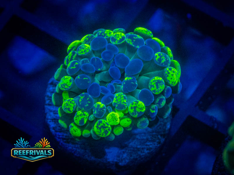 ECC Toxic Splatter Hammer (Small) coral image from ReefRivals, listed as Fimbriaphyllia ancora and Soft Coral
