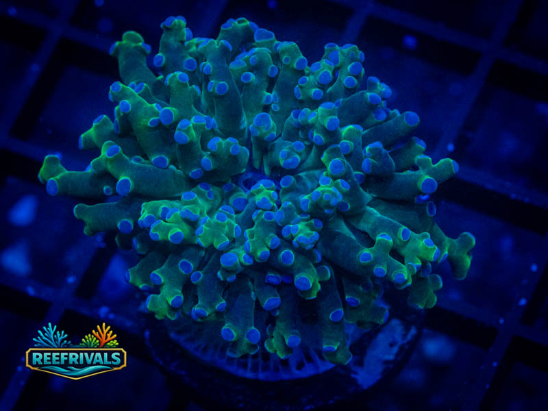 ARC Bluetip Frogspawn coral image from ReefRivals, listed as Fimbriaphyllia divisa and Frogspawn
