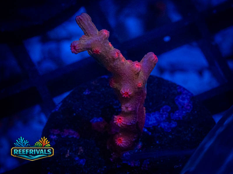 CC Hellfire Branching Cyphastrea coral image from ReefRivals, listed as Cyphastrea sp. and Encrusting