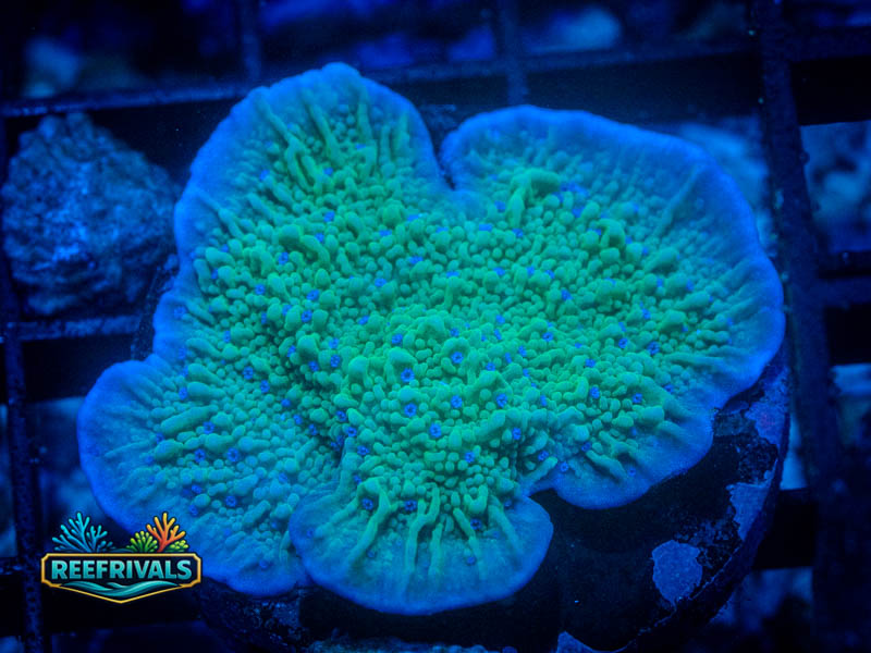 RVL Frostmage Monti (Large) coral image from ReefRivals, listed as Montipora sp. and Montis