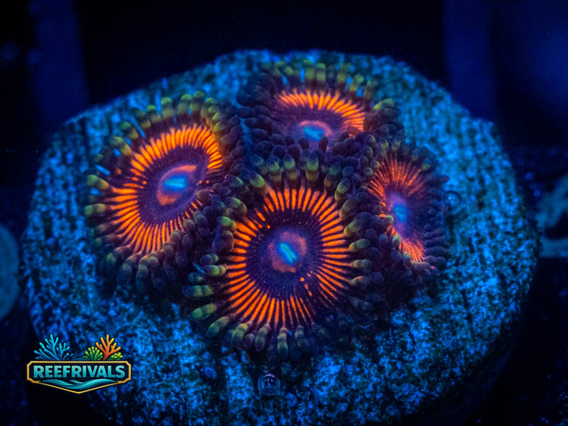 Tyree Rainbow Infusion Zoa coral image from ReefRivals, listed as Zoanthus sp. and Zoas