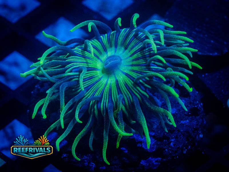 WWC Dreamcatcher Duncan coral image from ReefRivals, listed as Duncanopsammia axifuga and Duncans