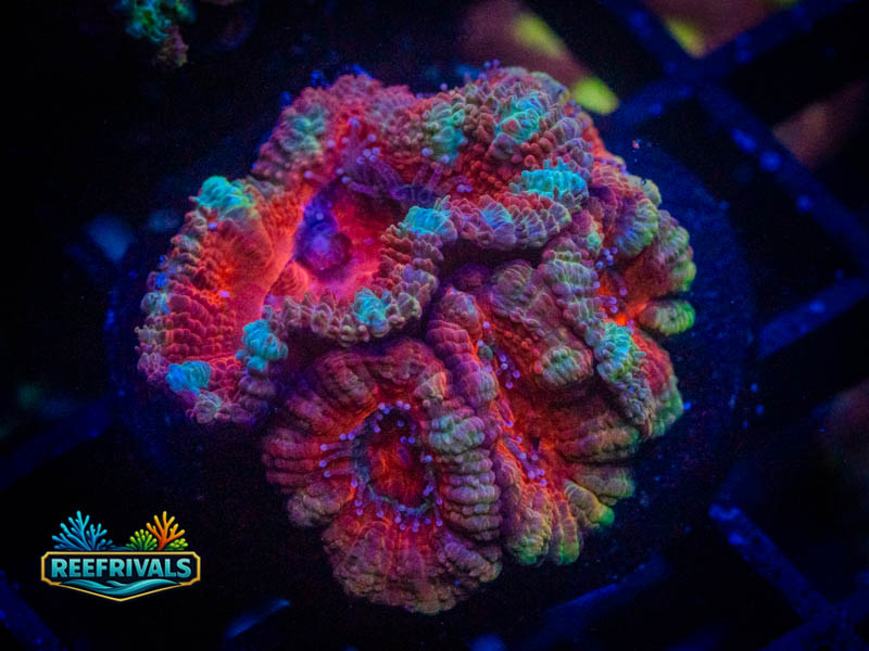 RVL Rainbow Acan Lord coral image from ReefRivals, listed as Micromussa sp. and Acans