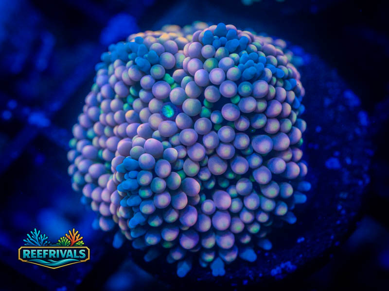 RVL Just Peachy Ricodea coral image from ReefRivals, listed as Ricordea florida and Mushrooms