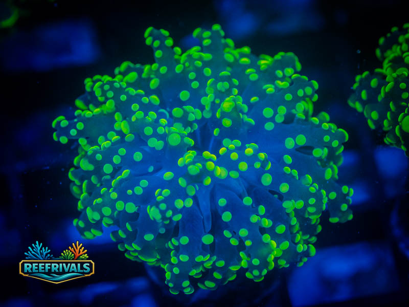 RVL Gonzo PK Octo coral image from ReefRivals, listed as Fimbriaphyllia paraancora and LPS Branching