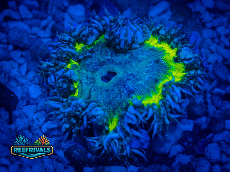 RVL Toxic Ring Rock Flower coral image from ReefRivals, listed as Actiniaria sp. and Soft Coral
