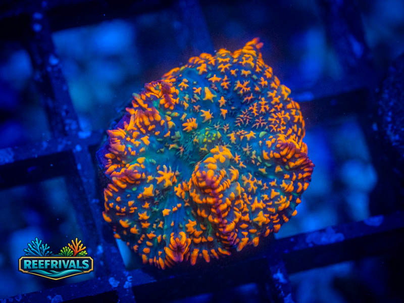 TG Forest Fire Rhodactis coral image from ReefRivals, listed as Rhodactis spp. and Mushrooms