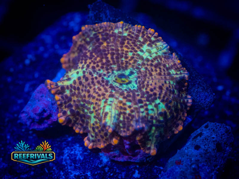 RVL Leopard Skin Disco coral image from ReefRivals, listed as Discosoma spp. and Mushrooms