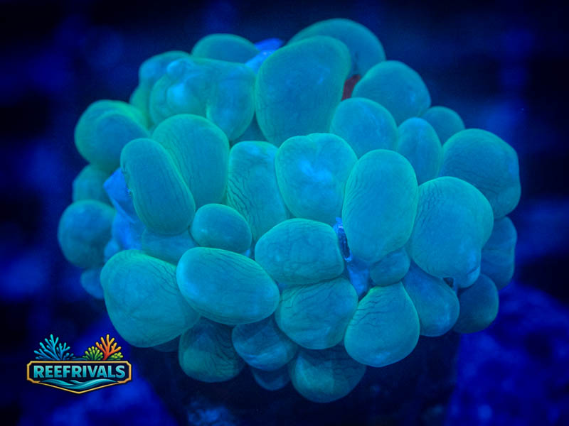 RVL Pearled Bubble Coral coral image from ReefRivals, listed as Plerogyra sinuosa and LPS Fleshy