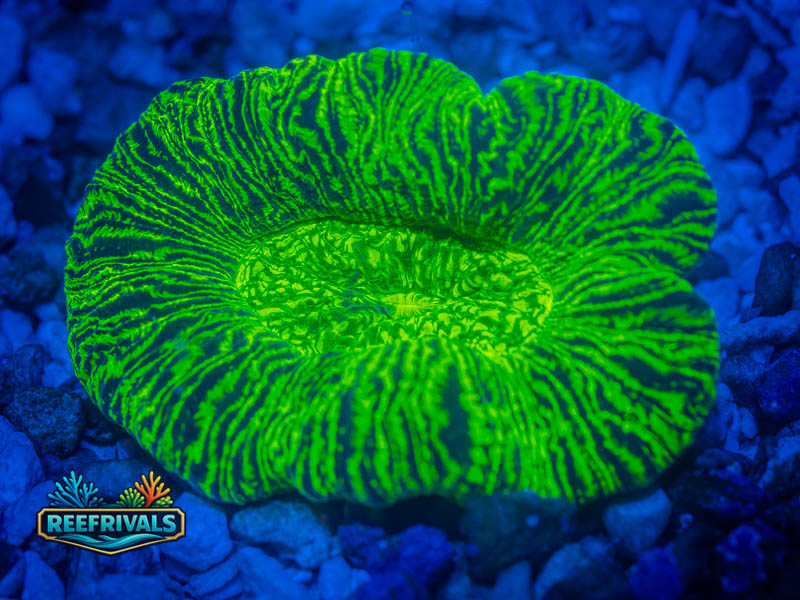 RVL Toxic Maze Cone Trachy coral image from ReefRivals, listed as Trachyphyllia sp. and LPS Fleshy