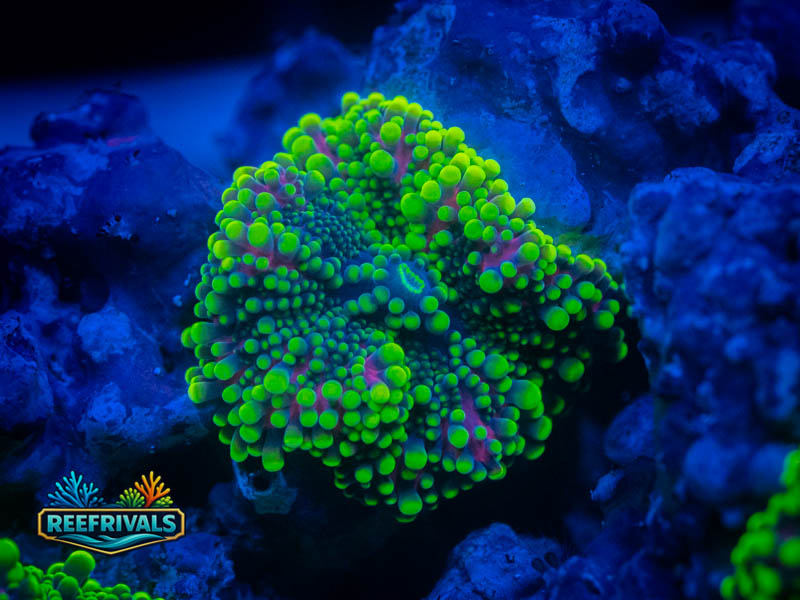 RVL Rainbow Yuma coral image from ReefRivals, listed as Ricordea yuma and Mushrooms