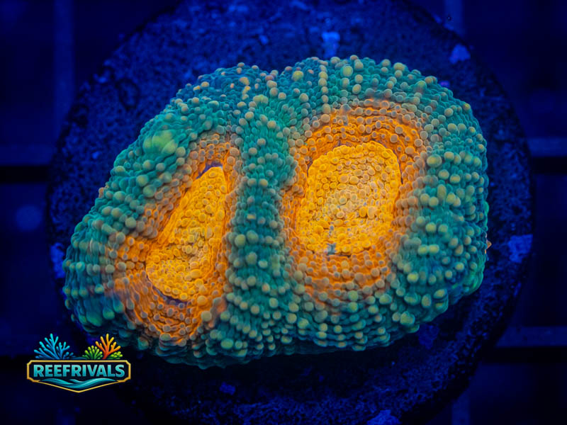 TSA Mango Tango Echinata coral image from ReefRivals, listed as Micromussa sp. and Acans