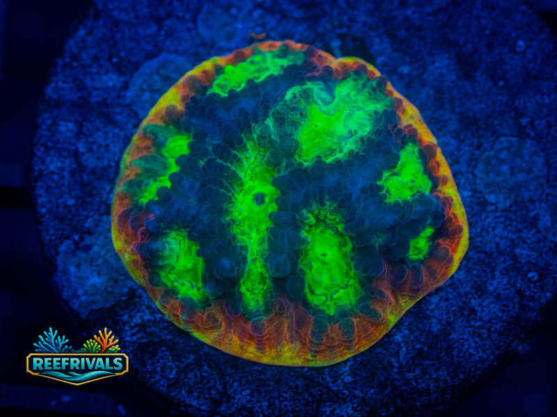 WWC Spicy Lemon Favia coral image from ReefRivals, listed as Favia sp. and Favias