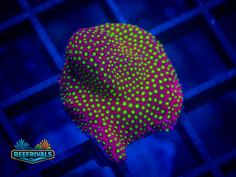 ECC Electric Daisy Stylo coral image from ReefRivals, listed as Stylocoeniella spp. and SPS Branching