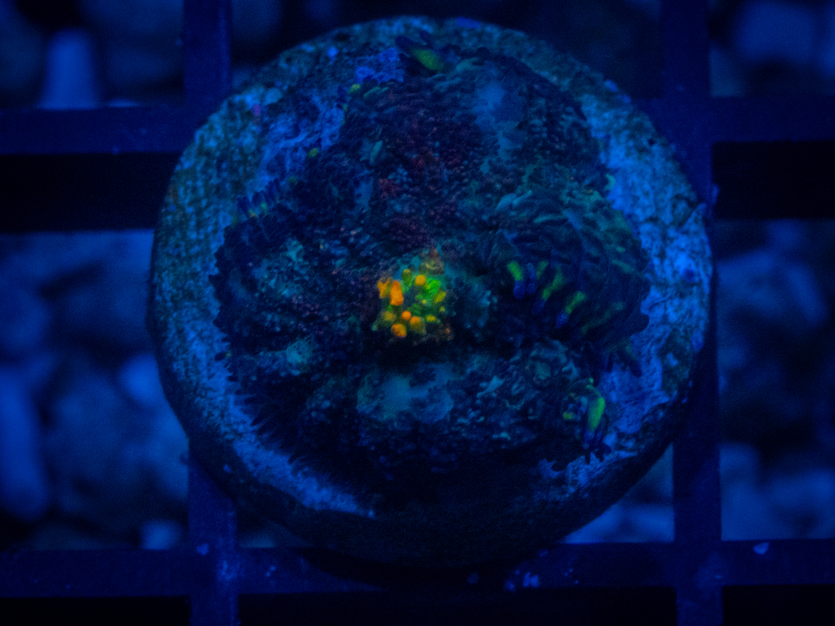TG Urban Camo Mushroom coral image from ReefRivals, listed as Discosoma sp. and Mushrooms