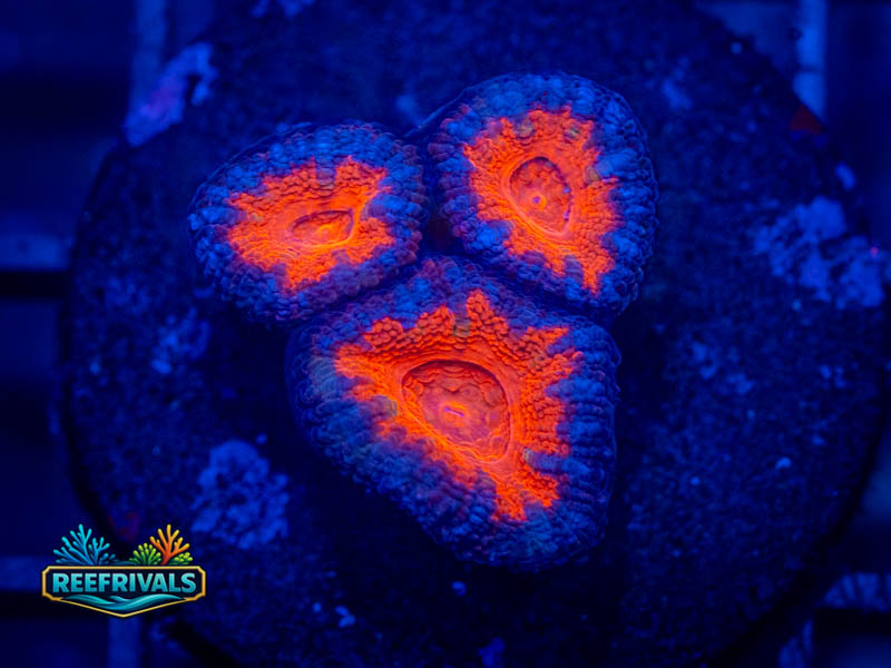 RVL Superman Acan Lord coral image from ReefRivals, listed as Micromussa sp. and Acans