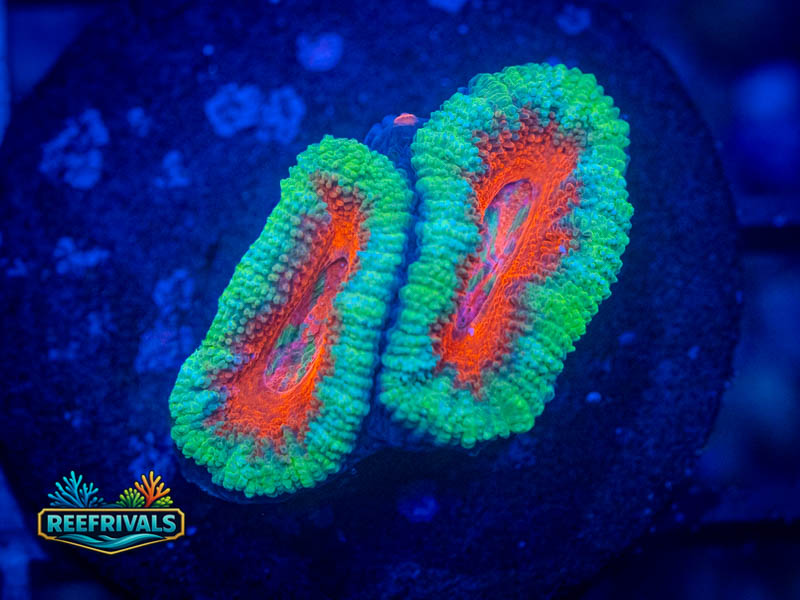 RVL Red/Teal Acan Lord coral image from ReefRivals, listed as Micromussa sp. and Acans