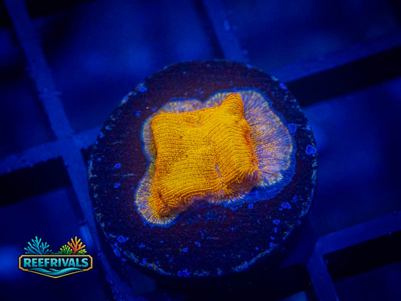 RVL 24K Lepto coral image from ReefRivals, listed as Leptoseris sp. and Encrusting