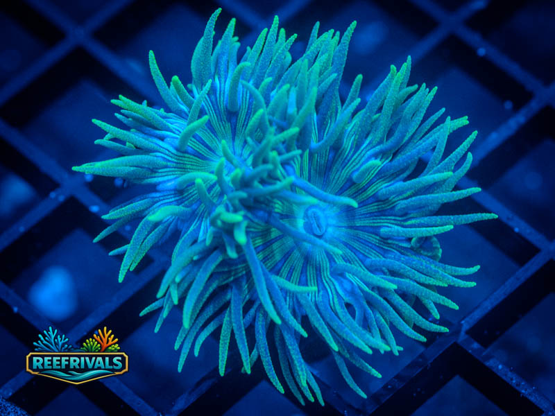 RVL Spirit Keeper Duncan (2 Heads) coral image from ReefRivals, listed as Duncanopsammia axifuga and Duncans