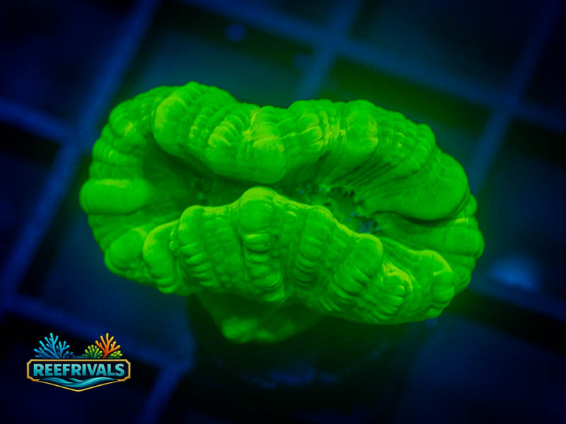RVL Kryptonite Candy Cane coral image from ReefRivals, listed as Caulastrea sp. and LPS Branching