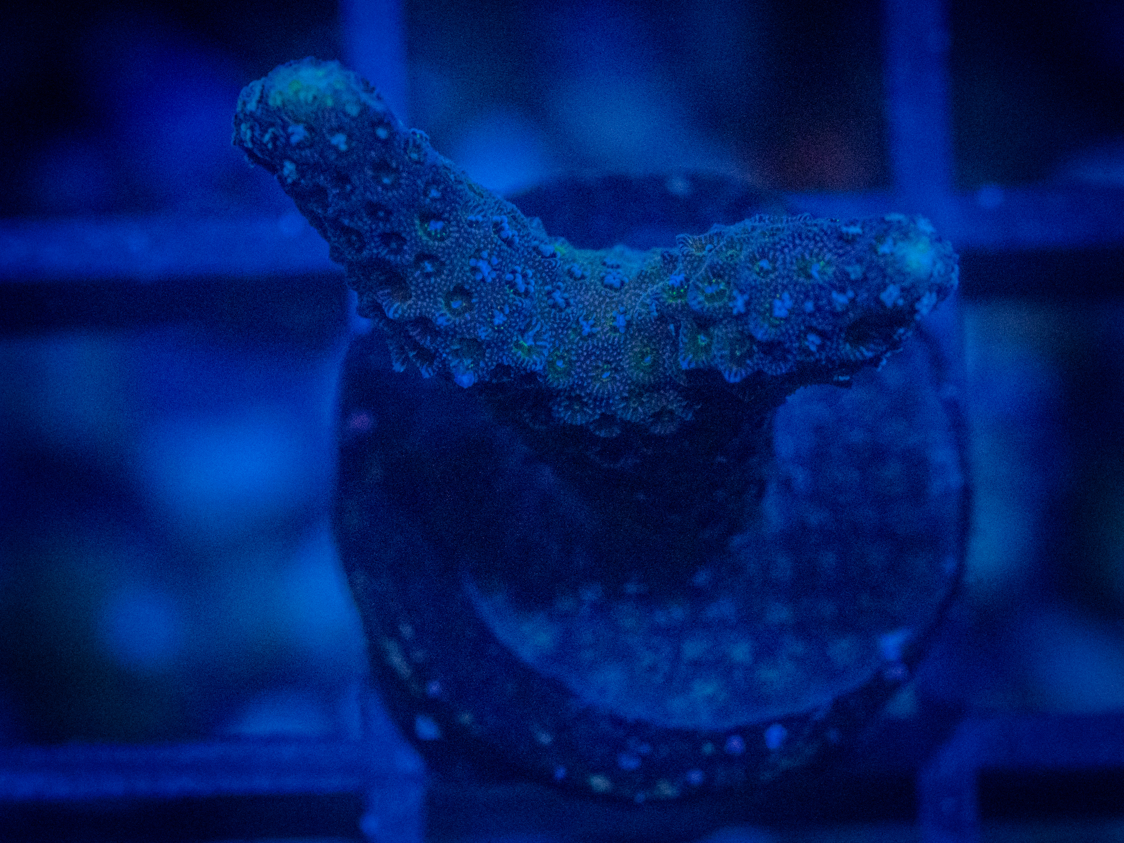 RVL Twin Monti coral image from ReefRivals, listed as Montipora sp. and Montis