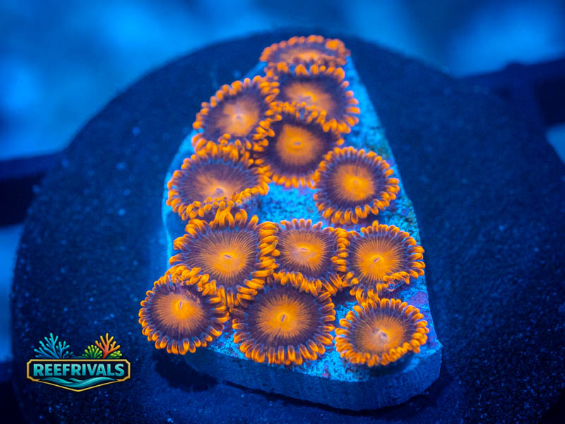 ECC Bam Bam Zoa coral image from ReefRivals, listed as Zoanthus sp. and Zoas
