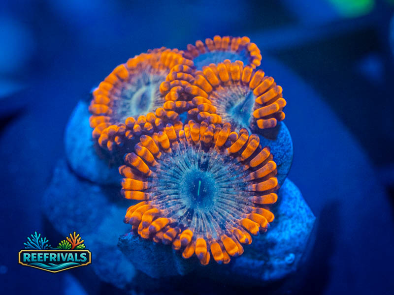 RVL Reverse Burning Ember Zoa coral image from ReefRivals, listed as Zoanthus sp. and Zoas