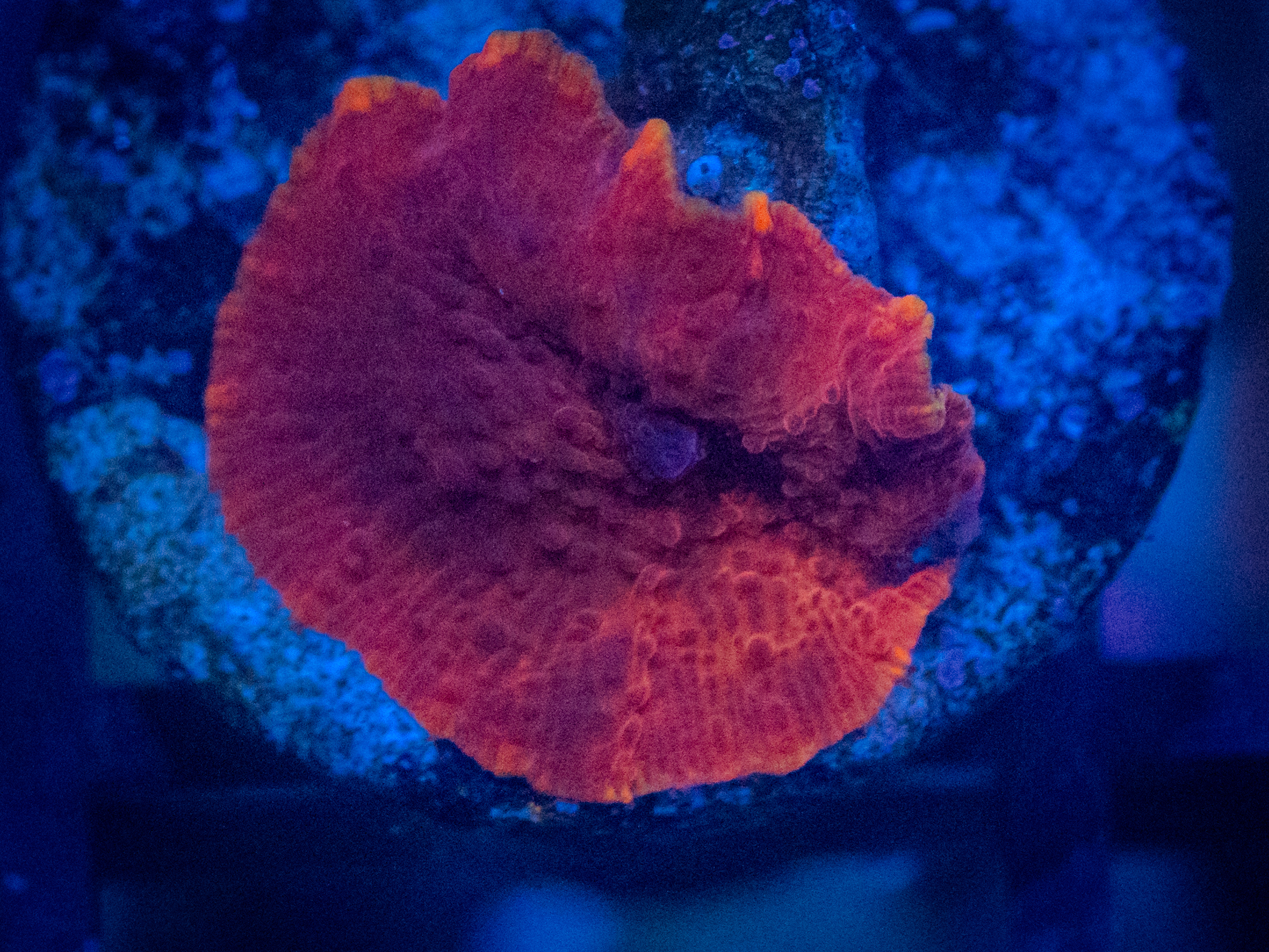RVL Evil Red Discosoma coral image from ReefRivals, listed as Discosoma spp. and Mushrooms