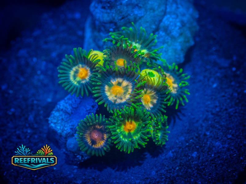 JF Stargazer Zoa coral image from ReefRivals, listed as Zoanthus sp. and Zoas