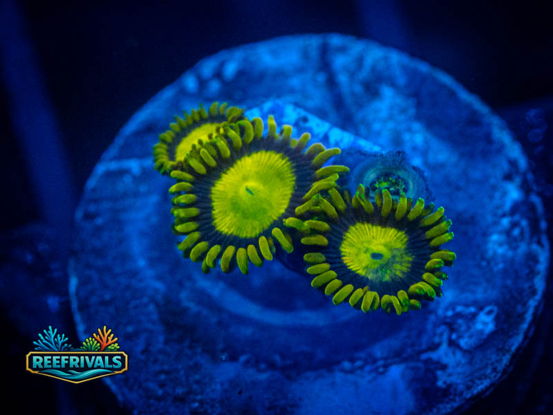 ECC King Midas Zoa coral image from ReefRivals, listed as Zoanthus sp. and Zoas