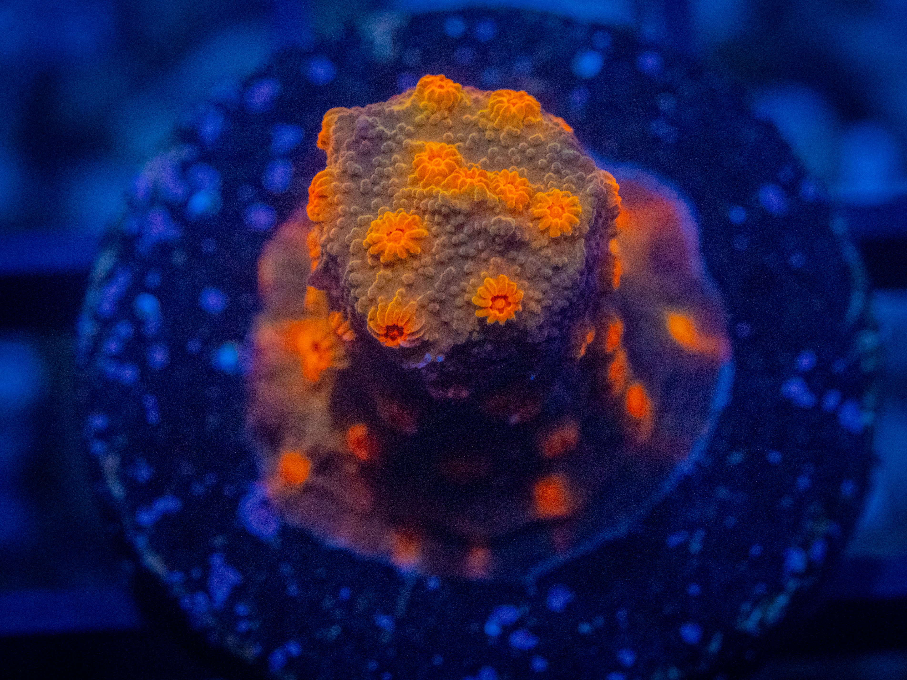 RVL Spooky Cyphastrea coral image from ReefRivals, listed as Cyphastrea sp. and Encrusting