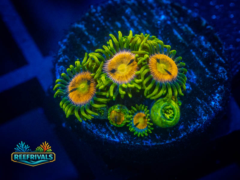 ECC Super Saiyan Zoa coral image from ReefRivals, listed as Zoanthus sp. and Zoas