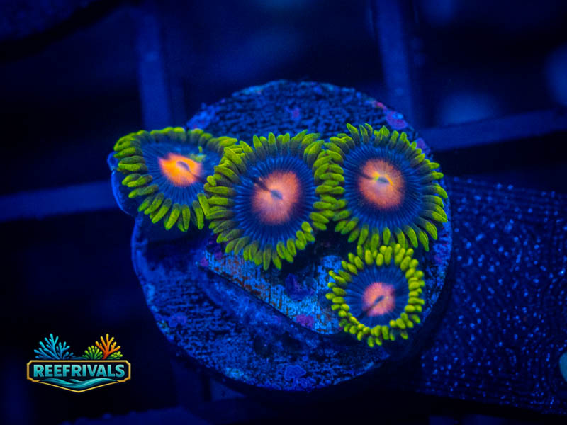 WWC Ultimate Blow Pop Zoa coral image from ReefRivals, listed as Zoanthus sp. and Zoas