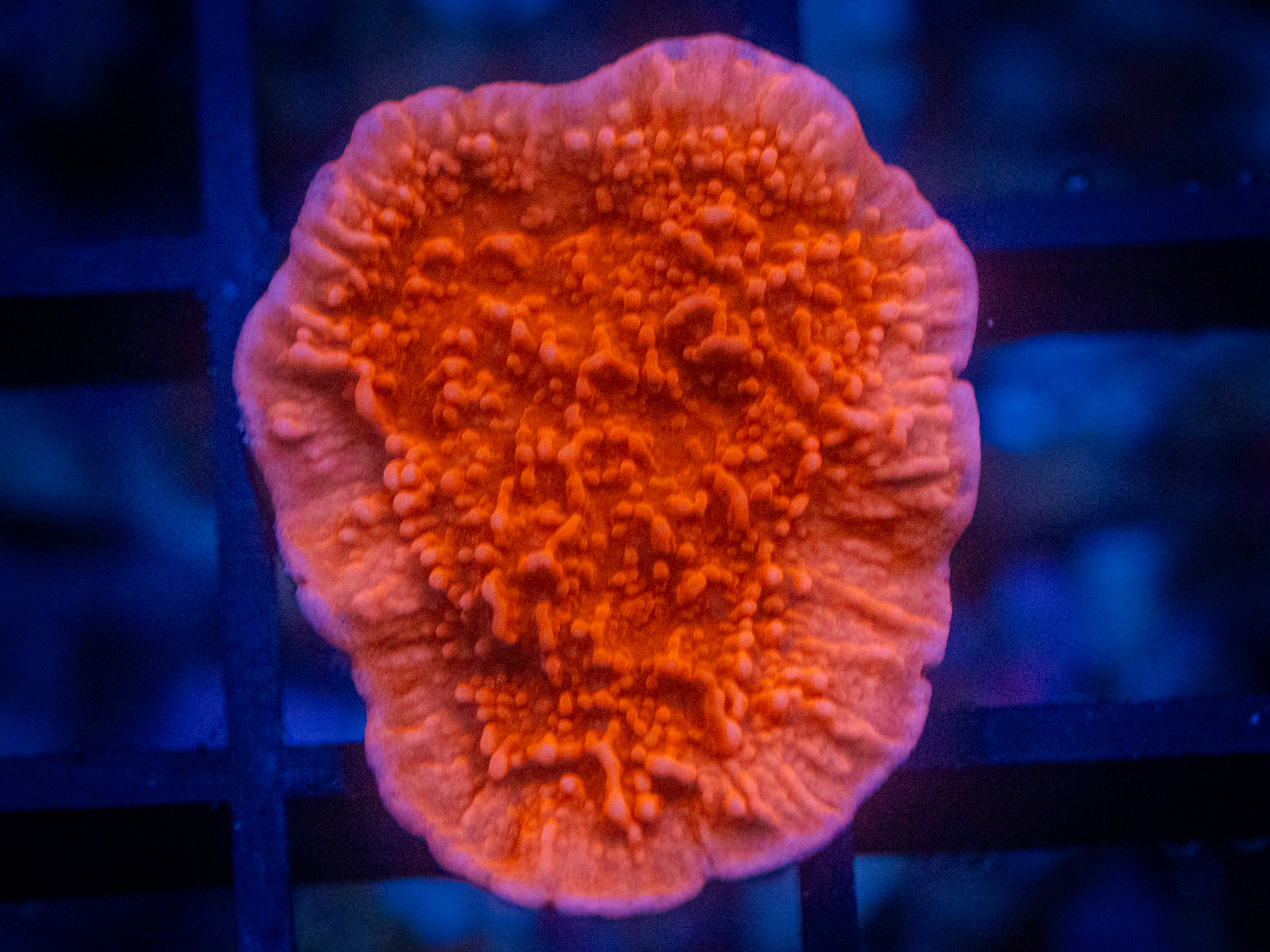 RVL Candy Cop Monti coral image from ReefRivals, listed as Montipora sp. and Montis